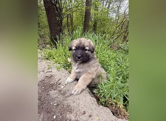 LUNA - sucht ihre Menschen