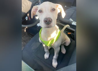 Atreyu, geb. ca. 08/2025, lebt in GRIECHENLAND, im städt. Tierheim Serres