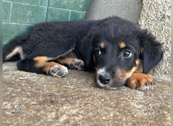Donut, geb. ca. 05/2026, lebt in GRIECHENLAND, im städt. Tierheim Serres