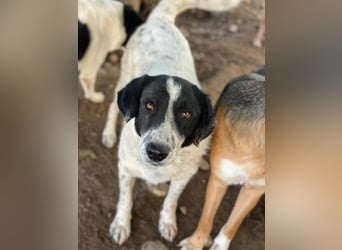 Valentino, geb. ca. 05/2021, lebt in GRIECHENLAND, im städt. Tierheim Serres