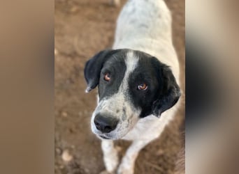 Valentino, geb. ca. 05/2021, lebt in GRIECHENLAND, im städt. Tierheim Serres