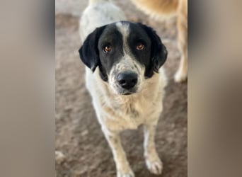 Valentino, geb. ca. 05/2021, lebt in GRIECHENLAND, im städt. Tierheim Serres