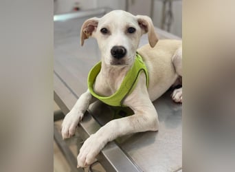 Atreyu, geb. ca. 08/2025, lebt in GRIECHENLAND, im städt. Tierheim Serres