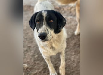 Valentino, geb. ca. 05/2021, lebt in GRIECHENLAND, im städt. Tierheim Serres