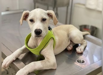 Atreyu, geb. ca. 08/2025, lebt in GRIECHENLAND, im städt. Tierheim Serres