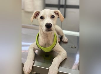 Atreyu, geb. ca. 08/2025, lebt in GRIECHENLAND, im städt. Tierheim Serres