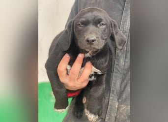 Morus, geb. ca. 11/2025, lebt in GRIECHENLAND, auf einer privaten Pflegestelle