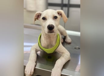 Atreyu, geb. ca. 08/2025, lebt in GRIECHENLAND, im städt. Tierheim Serres