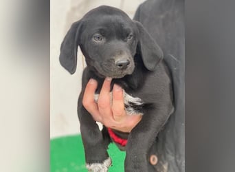 Morus, geb. ca. 11/2025, lebt in GRIECHENLAND, auf einer privaten Pflegestelle