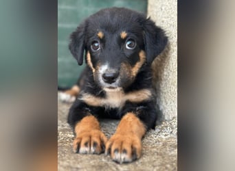 Donut, geb. ca. 05/2026, lebt in GRIECHENLAND, im städt. Tierheim Serres