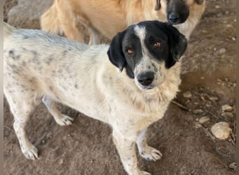Valentino, geb. ca. 05/2021, lebt in GRIECHENLAND, im städt. Tierheim Serres