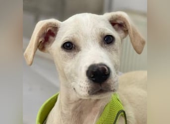 Atreyu, geb. ca. 08/2025, lebt in GRIECHENLAND, im städt. Tierheim Serres