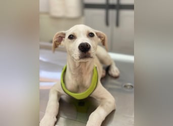 Atreyu, geb. ca. 08/2025, lebt in GRIECHENLAND, im städt. Tierheim Serres