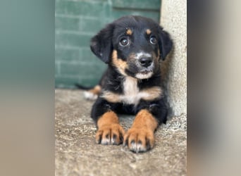 Donut, geb. ca. 05/2026, lebt in GRIECHENLAND, im städt. Tierheim Serres