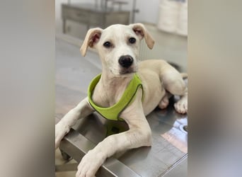 Atreyu, geb. ca. 08/2025, lebt in GRIECHENLAND, im städt. Tierheim Serres