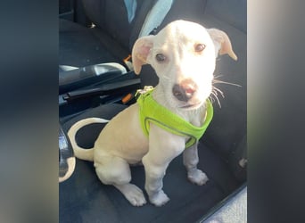 Atreyu, geb. ca. 08/2025, lebt in GRIECHENLAND, im städt. Tierheim Serres