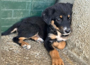 Donut, geb. ca. 05/2026, lebt in GRIECHENLAND, im städt. Tierheim Serres