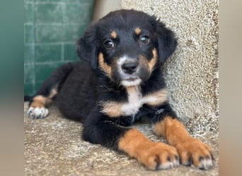 Donut, geb. ca. 05/2026, lebt in GRIECHENLAND, im städt. Tierheim Serres