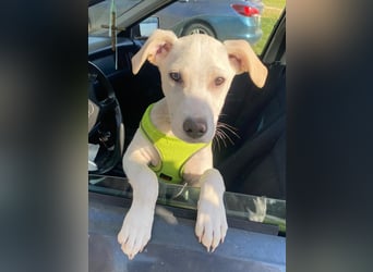 Atreyu, geb. ca. 08/2025, lebt in GRIECHENLAND, im städt. Tierheim Serres