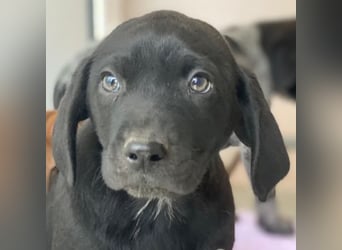 Morus, geb. ca. 11/2025, lebt in GRIECHENLAND, auf einer privaten Pflegestelle