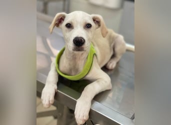 Atreyu, geb. ca. 08/2025, lebt in GRIECHENLAND, im städt. Tierheim Serres