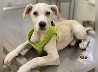 Atreyu, geb. ca. 08/2025, lebt in GRIECHENLAND, im städt. Tierheim Serres