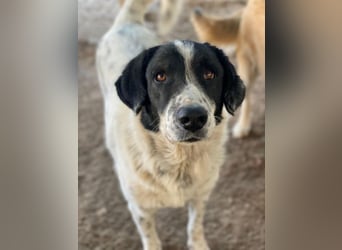 Valentino, geb. ca. 05/2021, lebt in GRIECHENLAND, im städt. Tierheim Serres