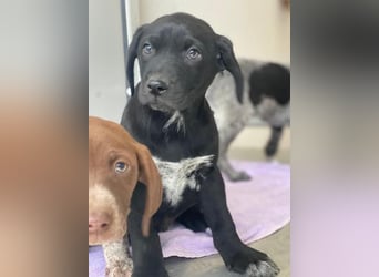 Morus, geb. ca. 11/2025, lebt in GRIECHENLAND, auf einer privaten Pflegestelle