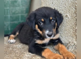 Donut, geb. ca. 05/2026, lebt in GRIECHENLAND, im städt. Tierheim Serres