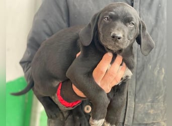 Morus, geb. ca. 11/2025, lebt in GRIECHENLAND, auf einer privaten Pflegestelle