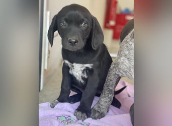 Morus, geb. ca. 11/2025, lebt in GRIECHENLAND, auf einer privaten Pflegestelle