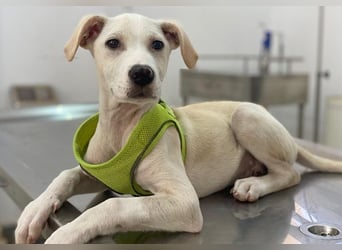 Atreyu, geb. ca. 08/2025, lebt in GRIECHENLAND, im städt. Tierheim Serres