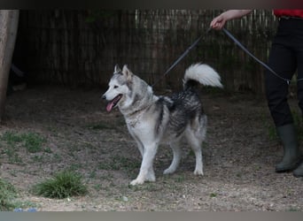 Enya Traumhafte Huskyhündin schenkt dir Ihr Herz