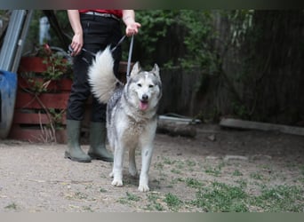Enya Traumhafte Huskyhündin schenkt dir Ihr Herz