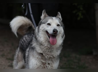 Enya Traumhafte Huskyhündin schenkt dir Ihr Herz