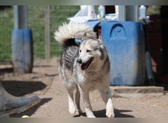 Enya Traumhafte Huskyhündin schenkt dir Ihr Herz