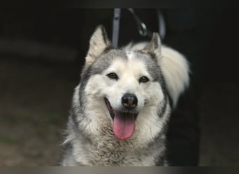 Enya Traumhafte Huskyhündin schenkt dir Ihr Herz