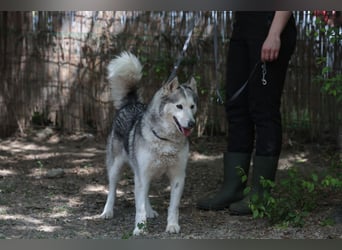 Enya Traumhafte Huskyhündin schenkt dir Ihr Herz