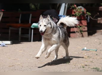 Enya Traumhafte Huskyhündin schenkt dir Ihr Herz