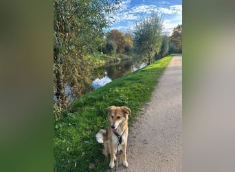 Barney sucht ein ruhiges Zuhause