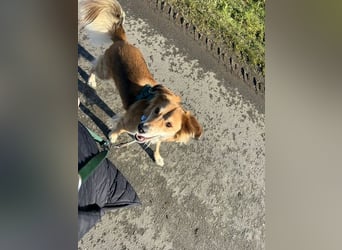 Barney sucht ein ruhiges Zuhause