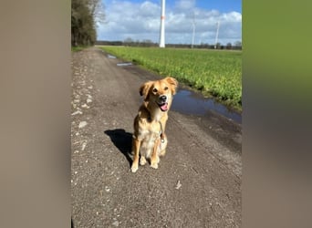 Barney sucht ein ruhiges Zuhause