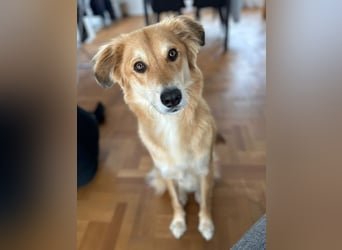 Barney sucht ein ruhiges Zuhause