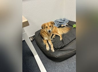 Barney sucht ein ruhiges Zuhause