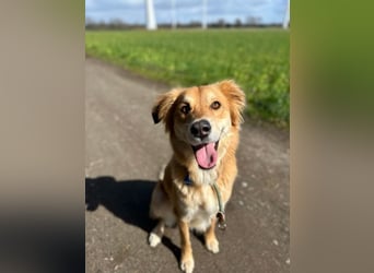 Barney sucht ein ruhiges Zuhause