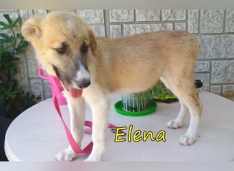 Elena geb. 04/2026 (in Deutschland) - süßes Hundemädchen sucht ihr Körbchen!