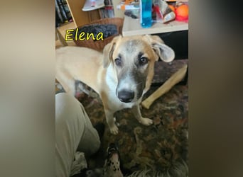 Elena geb. 04/2026 (in Deutschland) - süßes Hundemädchen sucht ihr Körbchen!