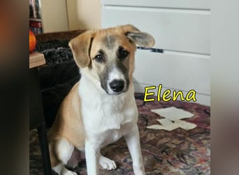 Elena geb. 04/2026 (in Deutschland) - süßes Hundemädchen sucht ihr Körbchen!