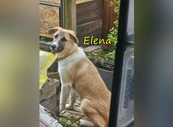 Elena geb. 04/2026 (in Deutschland) - süßes Hundemädchen sucht ihr Körbchen!