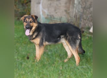 Lucky - Für-Immer-Glück gesucht